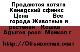 Продаются котята Канадский сфинкс › Цена ­ 15 000 - Все города Животные и растения » Кошки   . Адыгея респ.,Майкоп г.